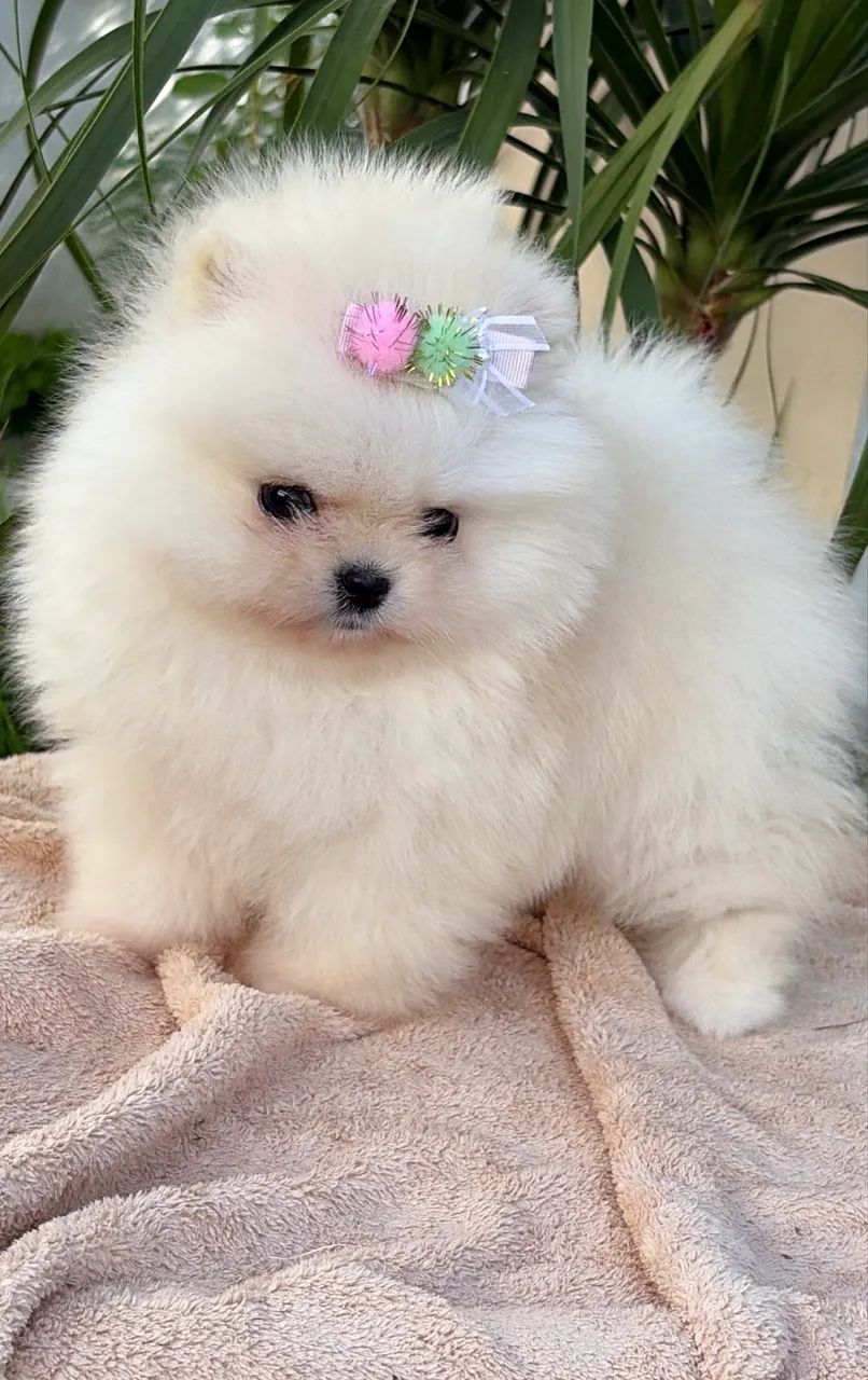 Spitz alemão 