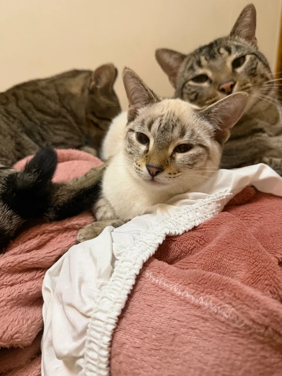 Adote gatinho!   - Foto 2