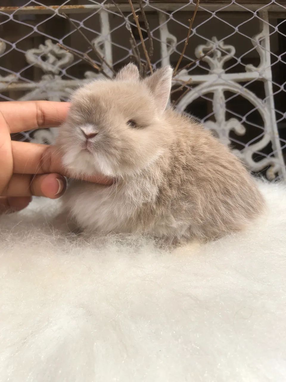 Coelho anão netherland dwarf linhagem importada menino - o menor do mundo 