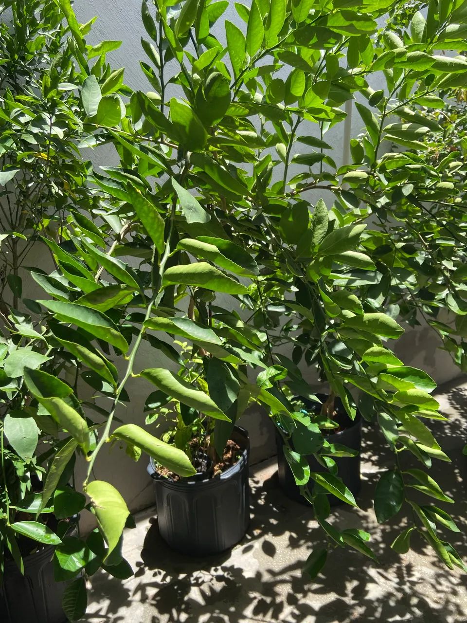 Árvore frutífera  - Foto 3