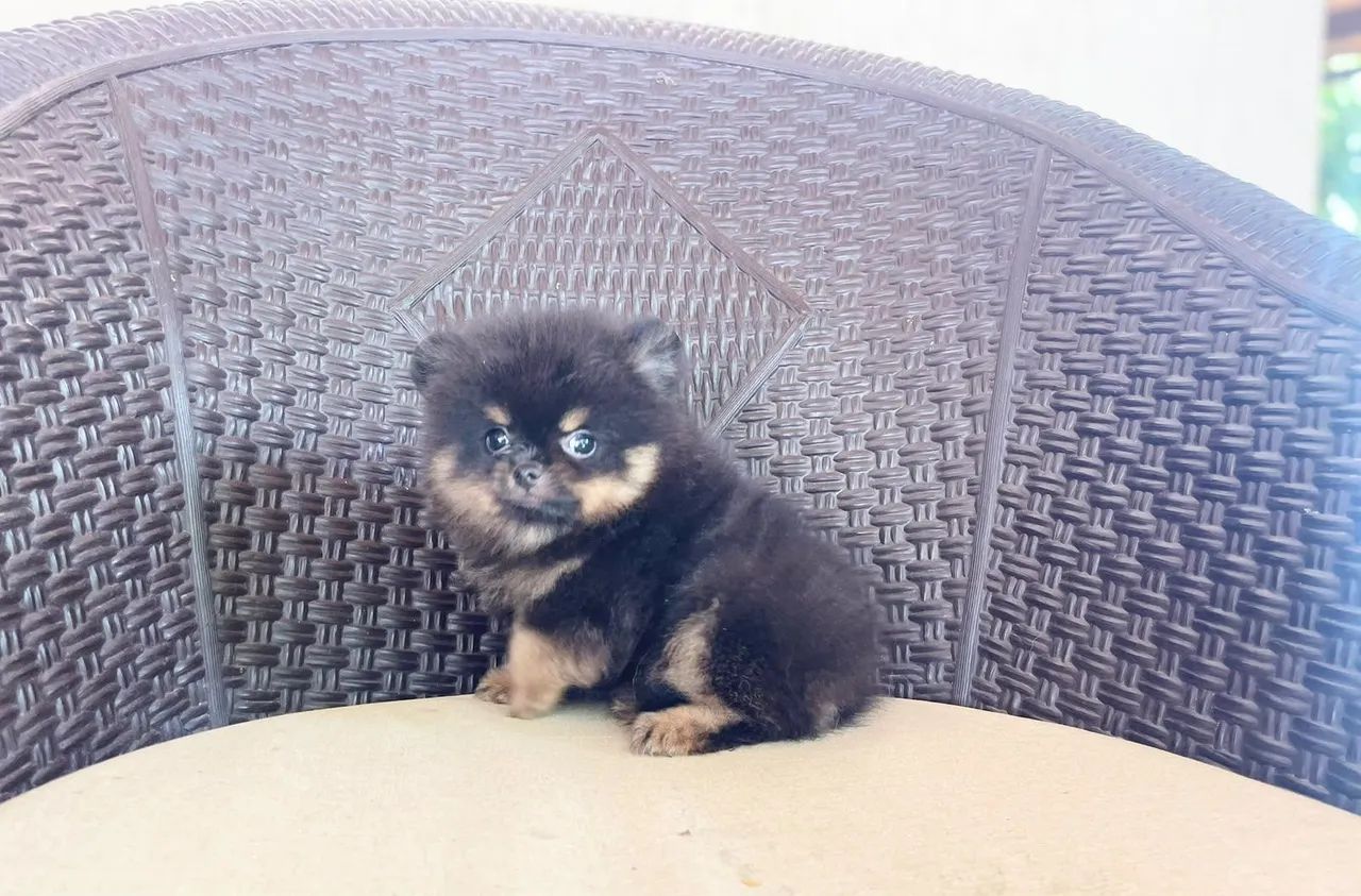 Lindo machinho de spitz com Pedigree e 2dose da vacina  - Foto 4