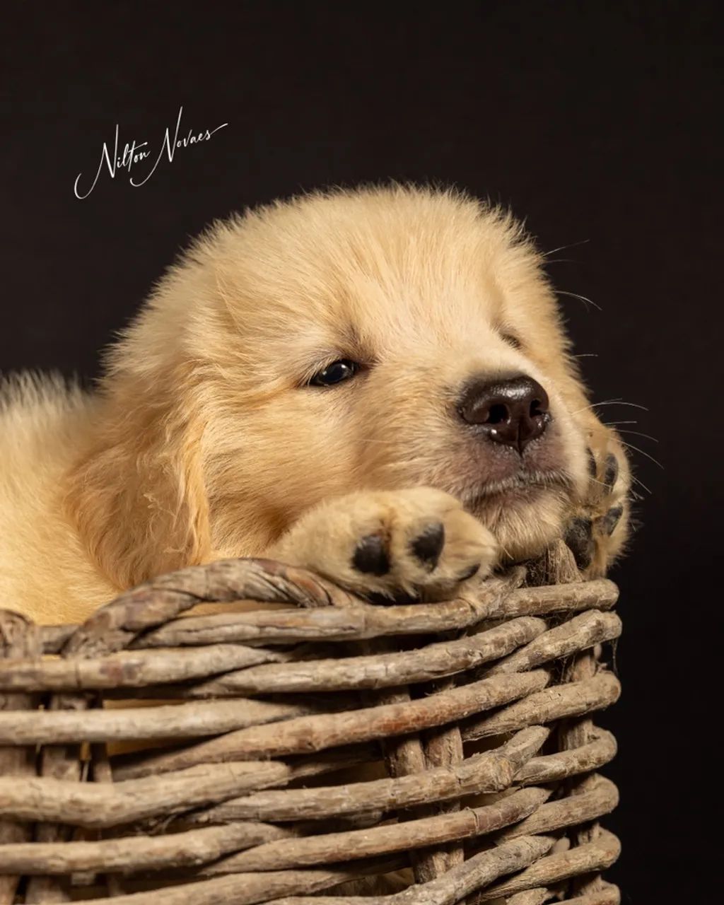 Filhotes Golden Retriever  - Foto 3