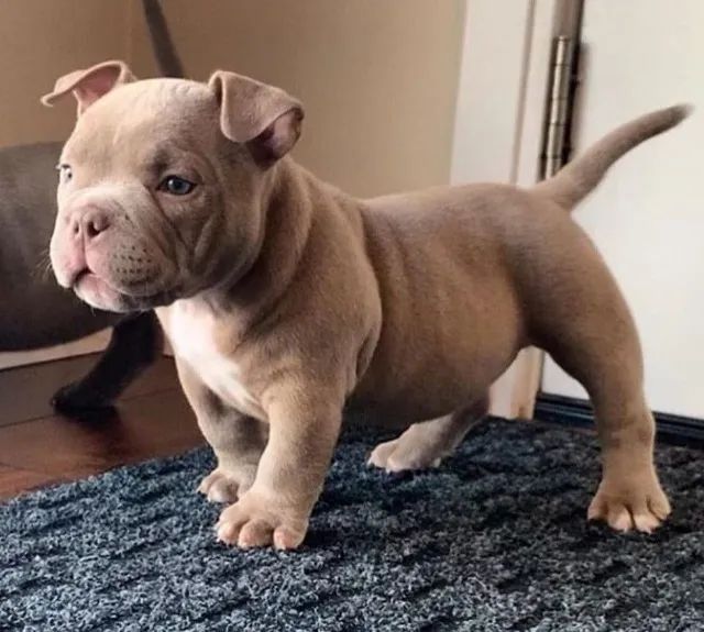 American Bully Filhote Padrão Raça