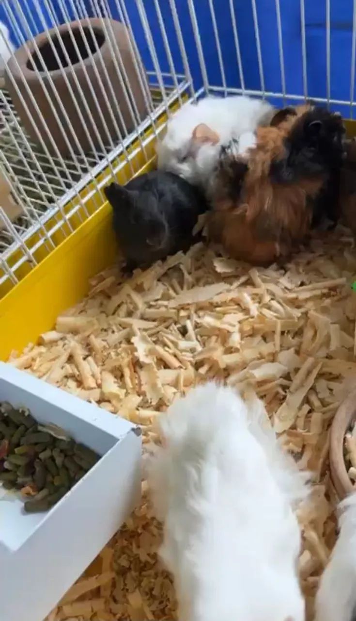 Porquinhos Da Índia  - Foto 3