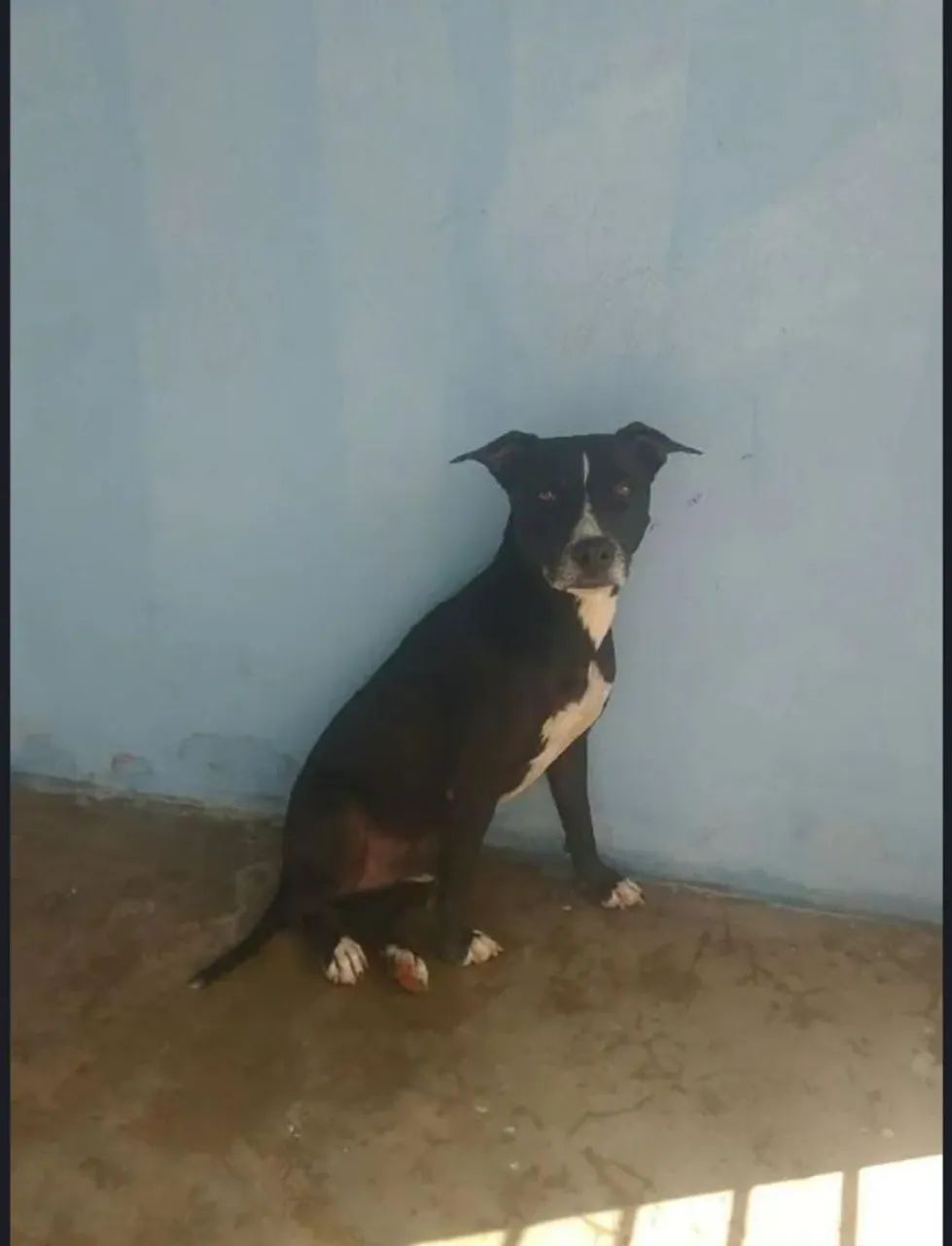 Pet - Foto 2