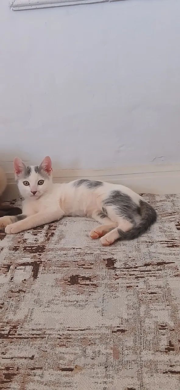 Gatos - Foto 4