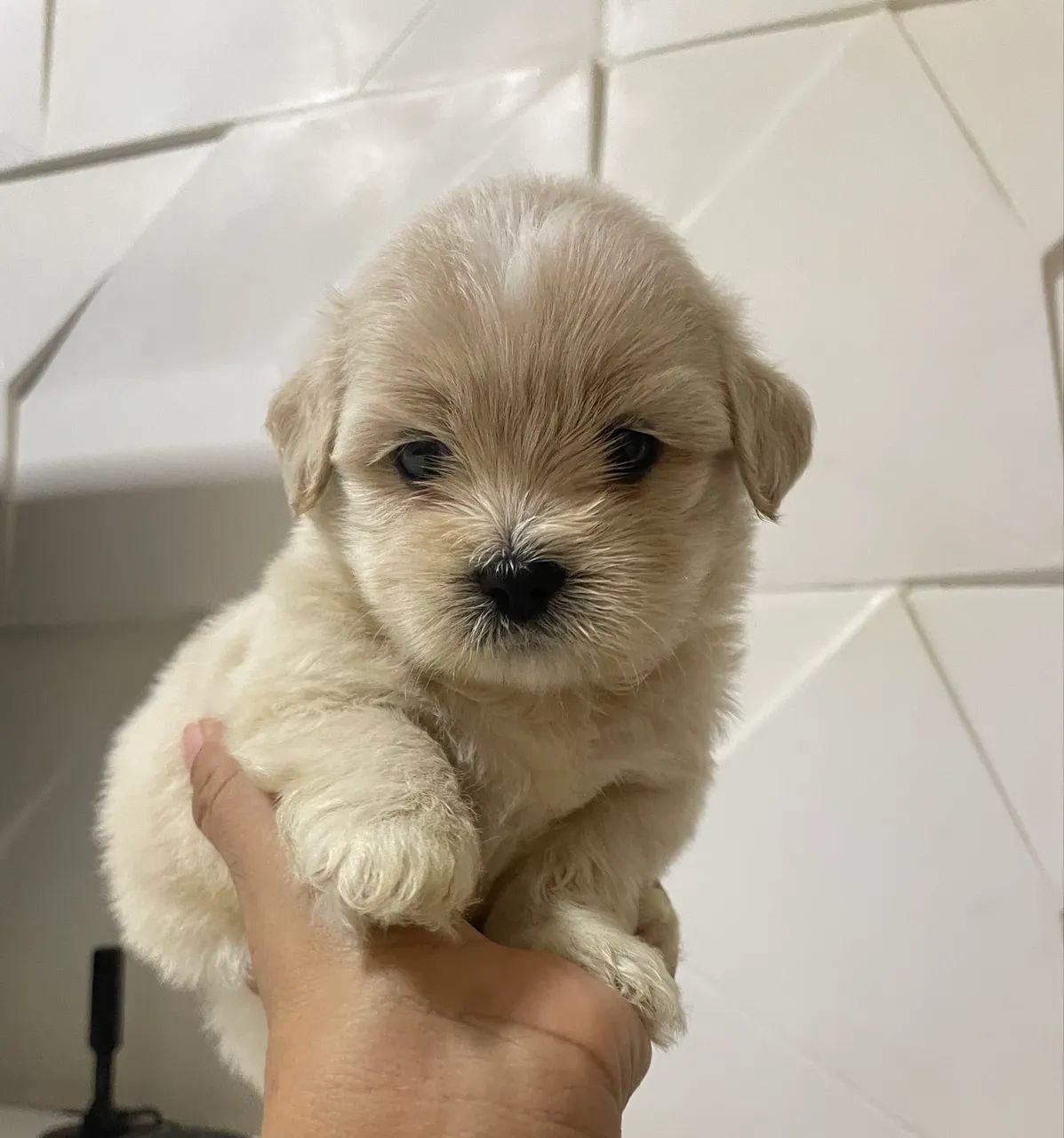 Shihtzu com poodle