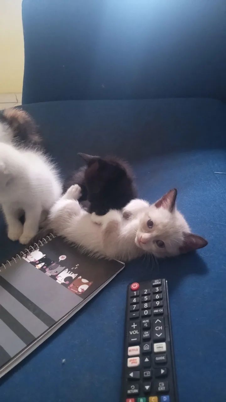 Filhotes para adoção  - Foto 5