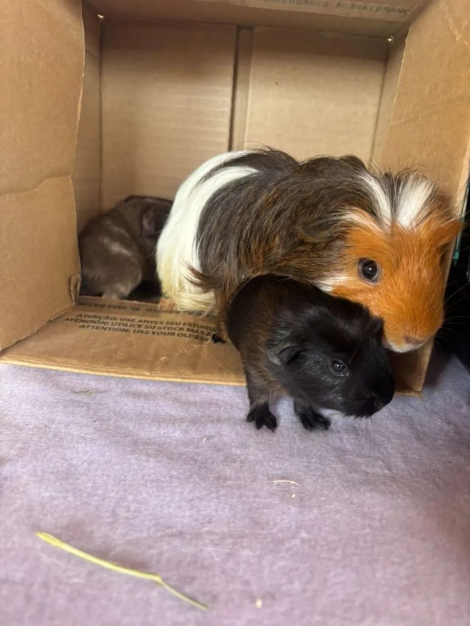 Porquinho da india sheltie e coronet  - Foto 2