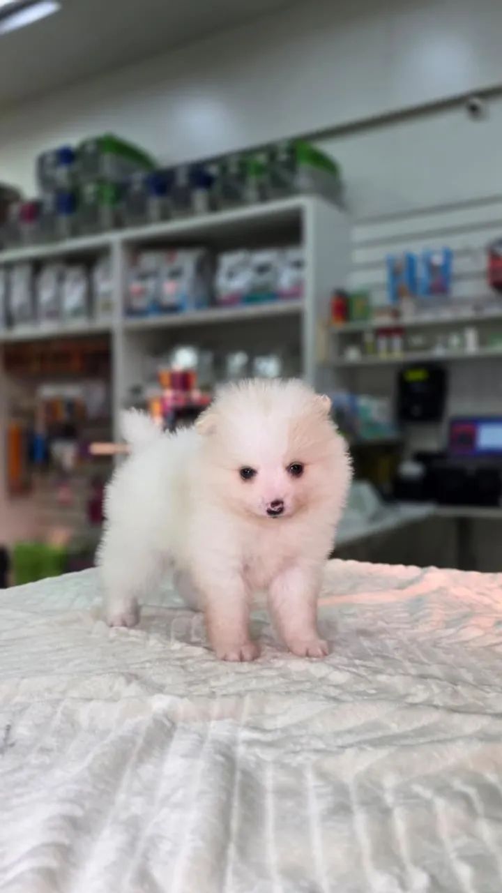 Lindo filhote de Spitz - Foto 4