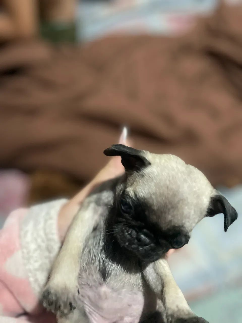 Filhote de pug  - Foto 5