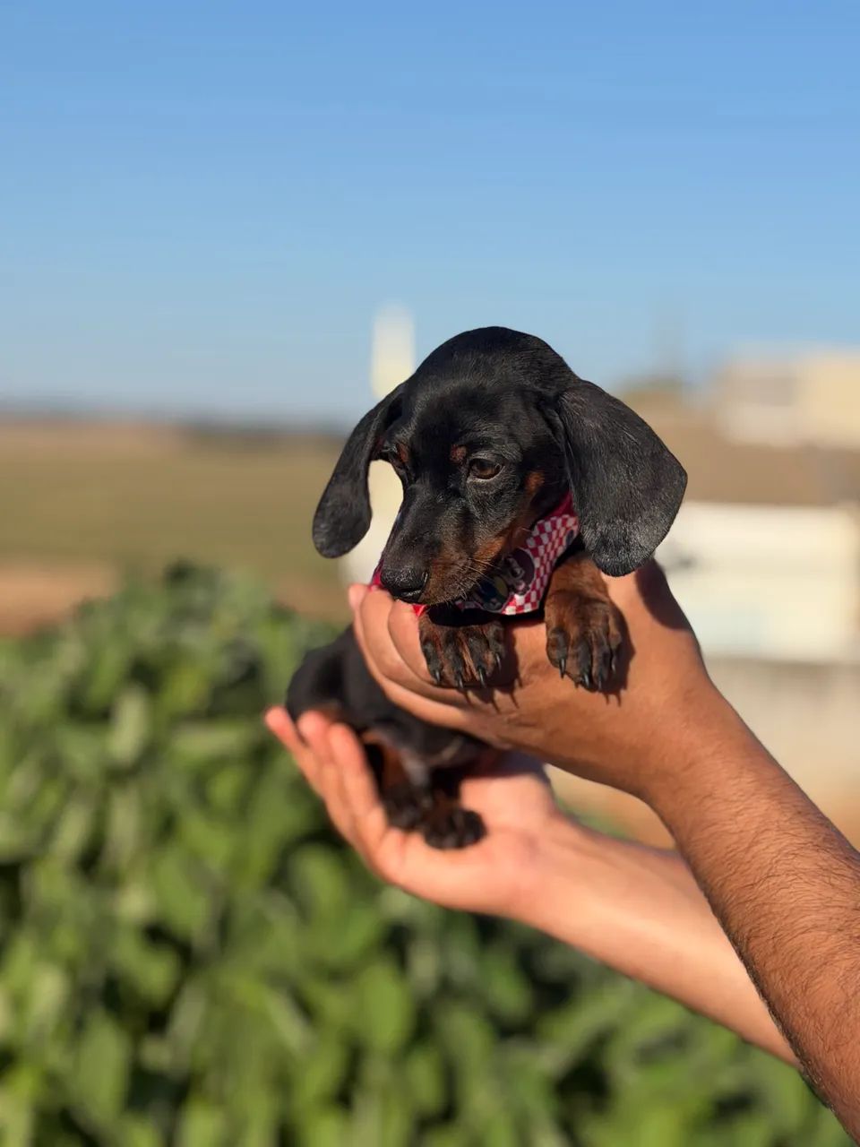 Daschund macho  - Foto 3