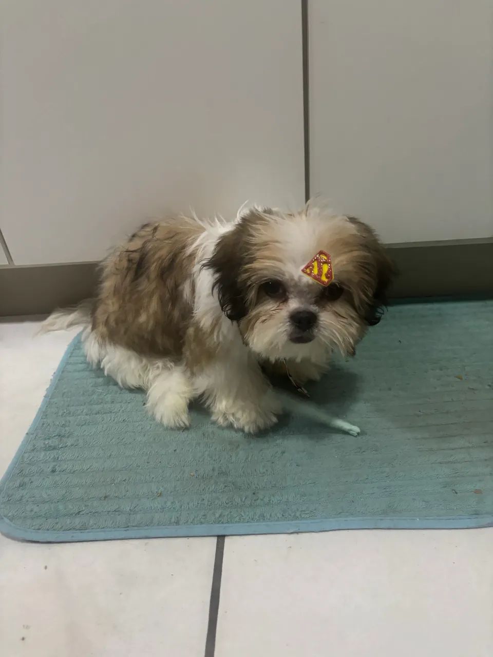 Shitzu Macho
