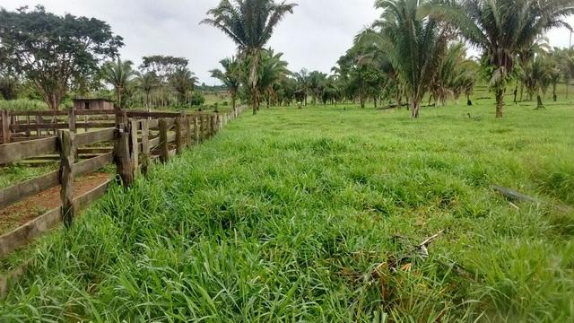 Fazenda 250hectares (pra vender urgente) - Foto 15