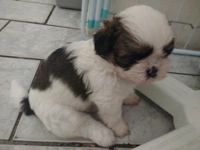 Shih-tzu