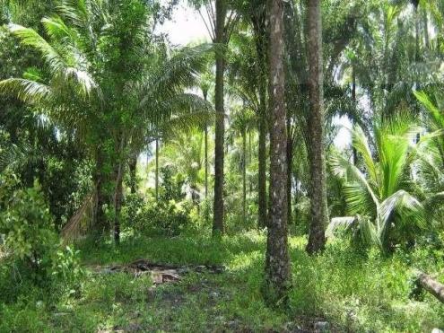 Fazenda para venda em camamu, tapuía - Foto 6