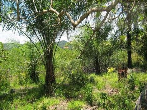 Fazenda para venda em camamu, tapuía - Foto 8