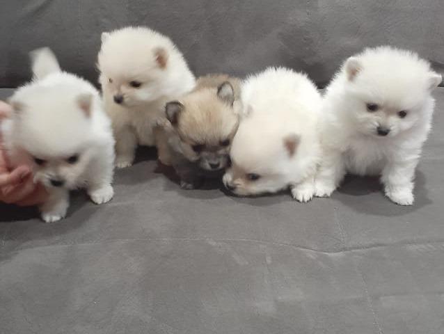 Spitz Alemão Anão - Com Pedrigree - Lulu da Pomerania Anão Branco - Foto 4
