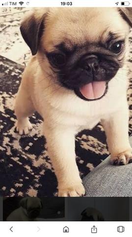 Filhotes de pug com pedigree! - Foto 2