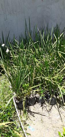 Plantas - Foto 6