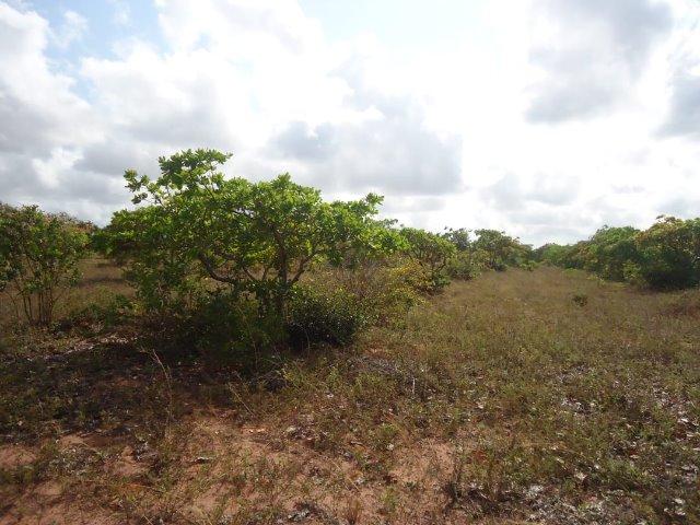 Vendo Granja em Touros-49 hectares-Escritura Publica-1500 pé de Coqueiros-Pau-Caju - Foto 10
