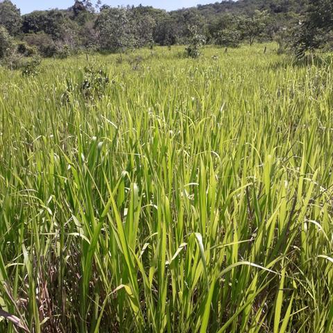 Fazenda Sítio Chácara Lote Terreno - Foto 3