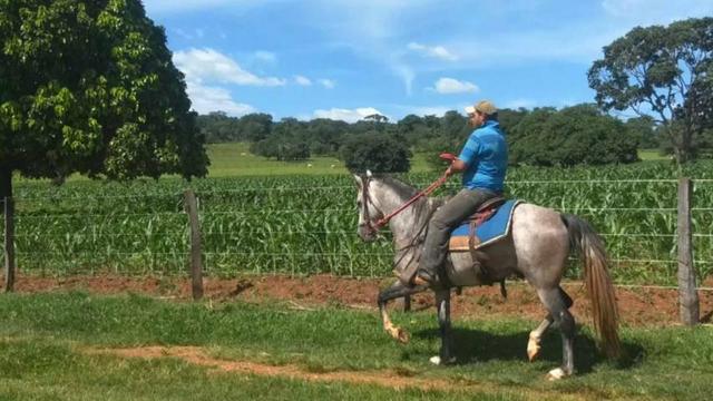 Garanhão Mangalarga Marchador - Foto 3