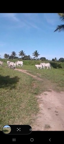 Venda de gado Nelore