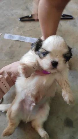 Shitzu femea mini  - Foto 3