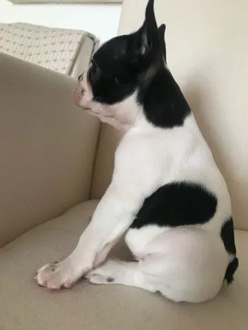 Vendo filhote de buldogue francês  - Foto 3