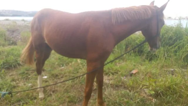 Cavalo alazão tostado de marcha picada - Cavalos e acessórios