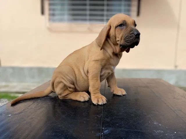 fila brasileiro olx