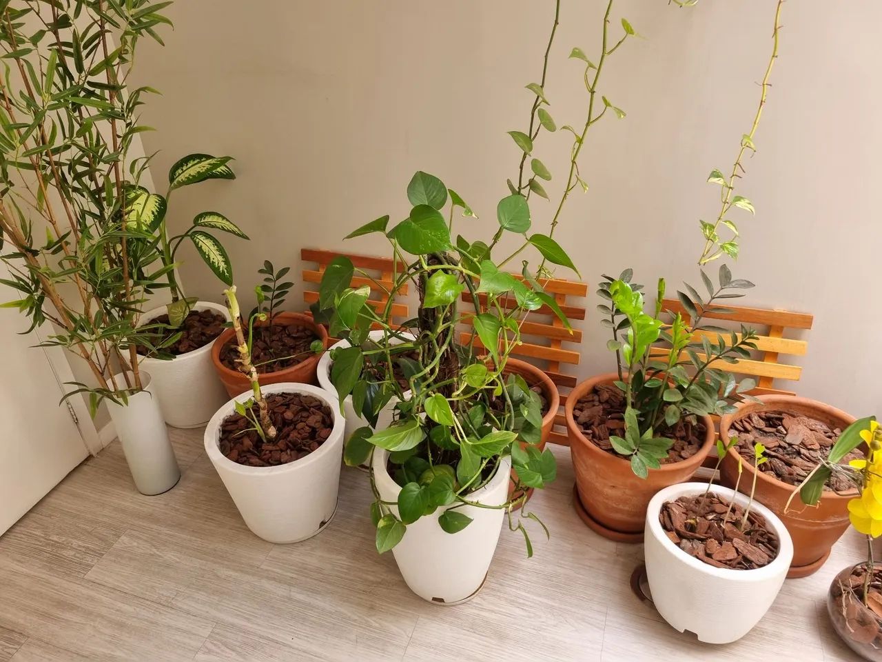 25 Plantas para decoração - Foto 3