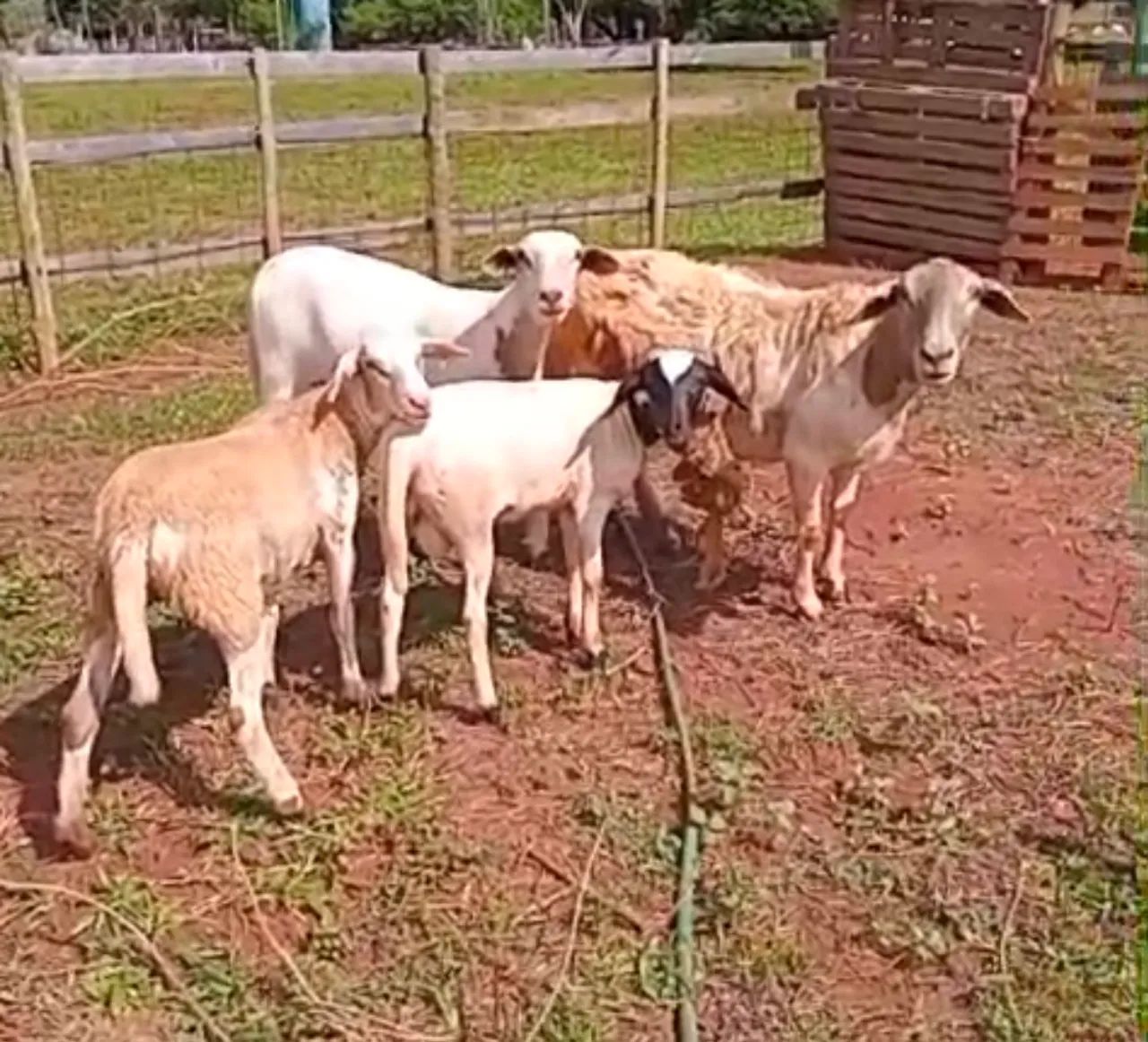3 Cordeiros para venda - Foto 4