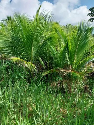 Coqueiro anão - Foto 2