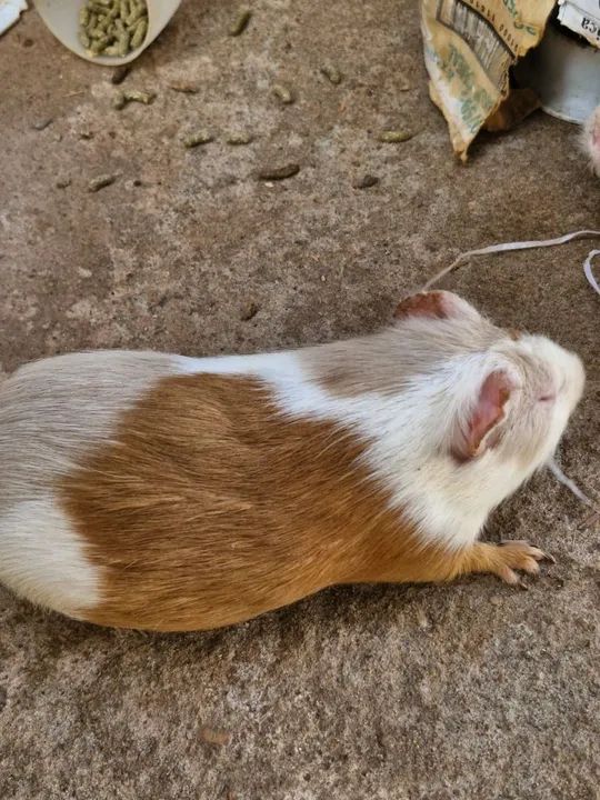 Porquinhos da Índia - Foto 6