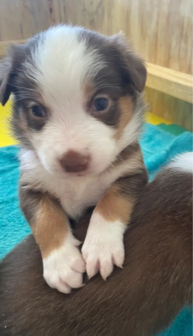 Filhote Border Collie na cor branco com bege e marrom disponível 