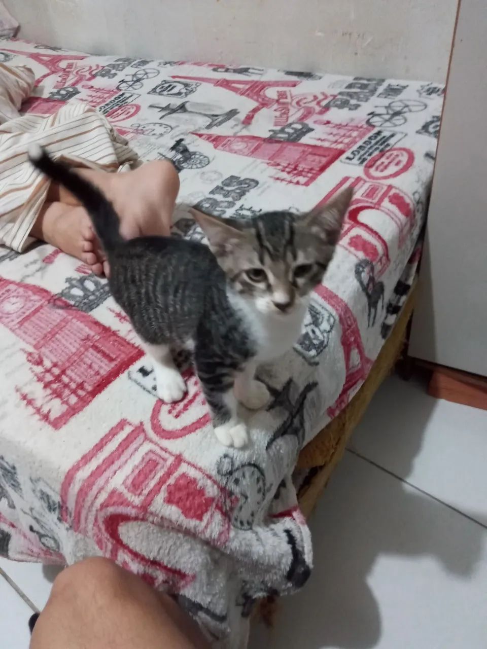 Gatinhos inteligente e dócil para adoção - Foto 2