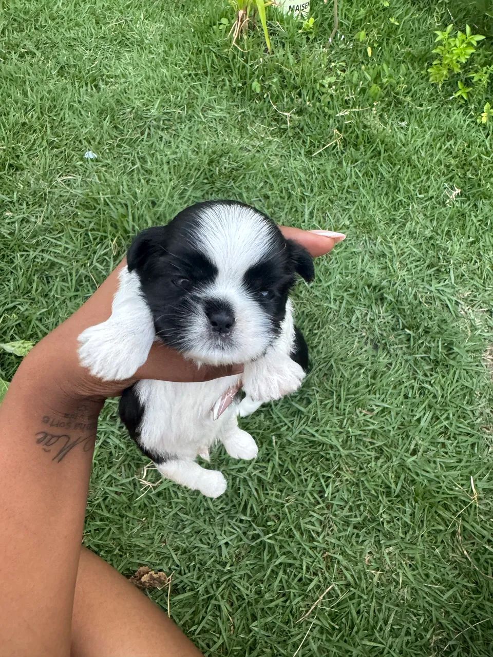 Filhotes de Shih tzu R$1.100 Macho - Cachorros - Nova Esperança