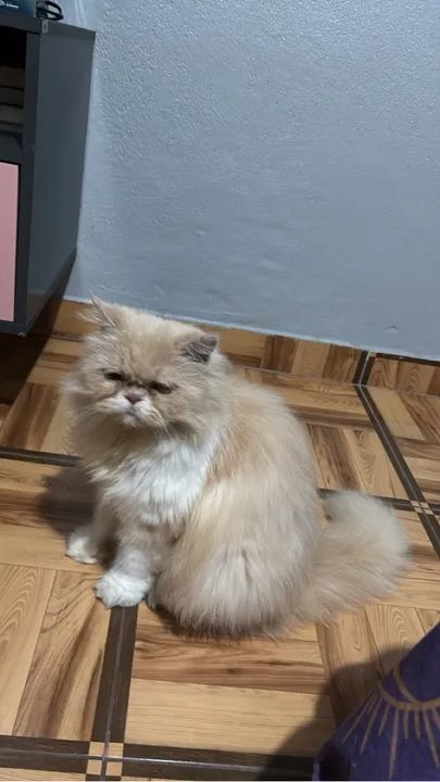 Vendo essa gata persa 