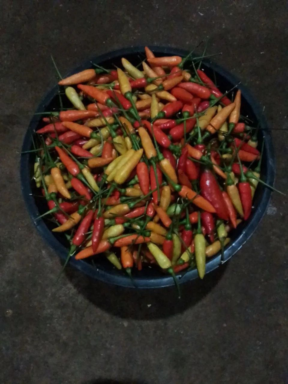 Pimenta Fresca para venda