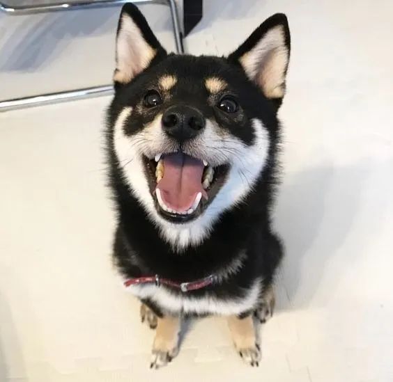 Shiba Inu Filhotes Adoráveis na Cor Preto e Castanho - Foto 3