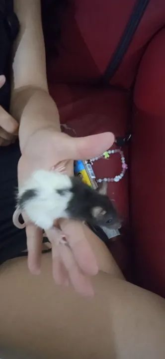 Ratinho Twister  - Foto 2