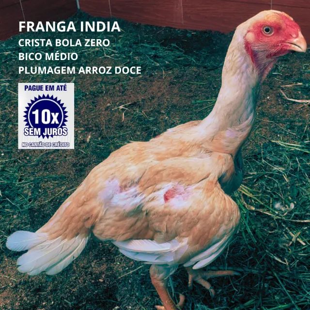 Franga Índia || Crista Bola Zero - Foto 3
