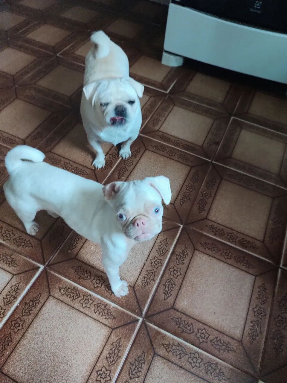 Filhote de Pug Branco - Foto 2