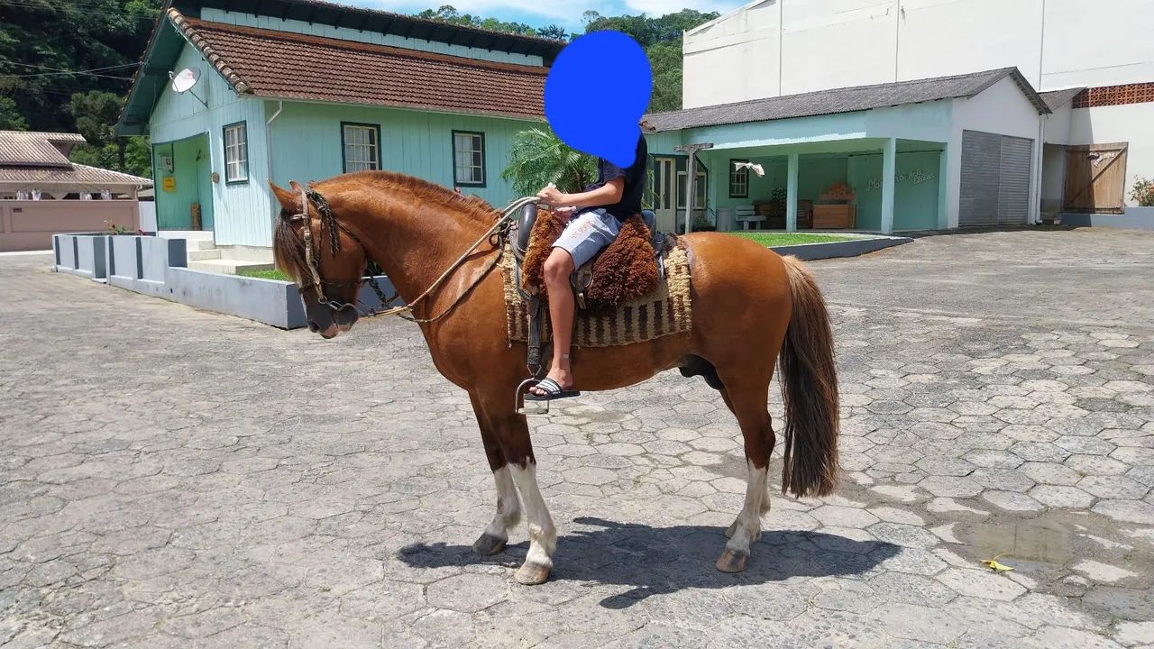 Crioulo a venda - Foto 2