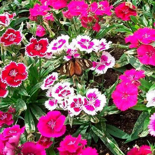 Plantas, frutíferas, árvores enxertadas,  promoção, preço baixo e qualidade. - Foto 5