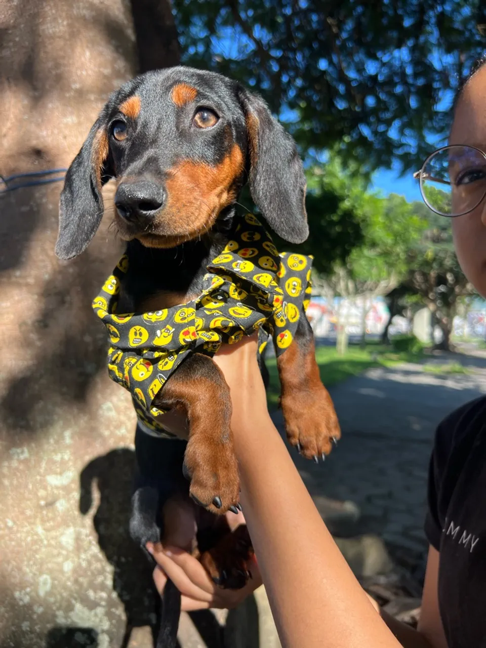 Filhote de Dachshund - Uma fofura!