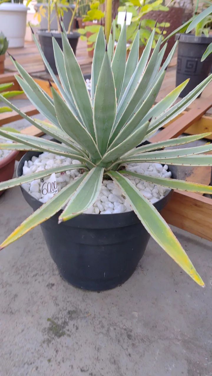 Planta Agave Piteira-do-Caribe