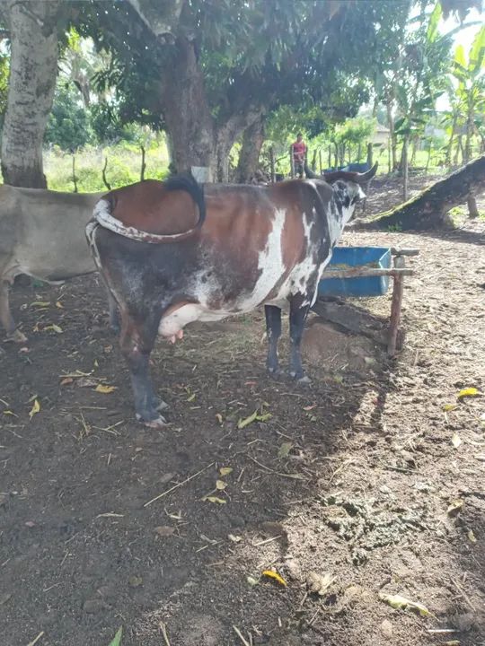 Vaca parida e novilha